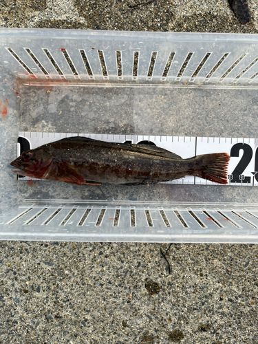 アイナメの釣果