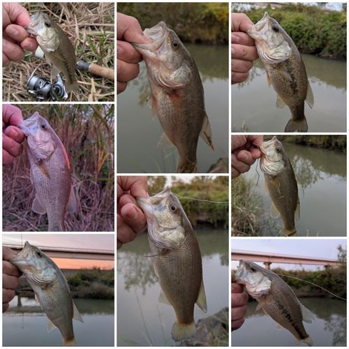 ブラックバスの釣果