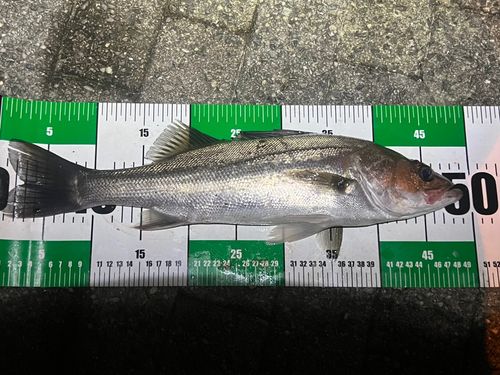 木津川（大阪）