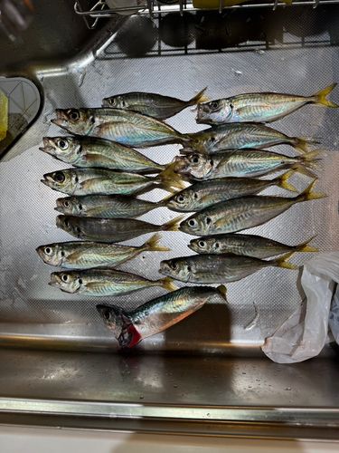 アジの釣果