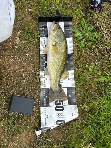 ブラックバスの釣果