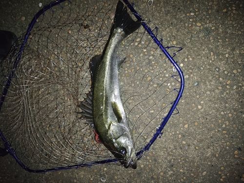 フッコ（マルスズキ）の釣果