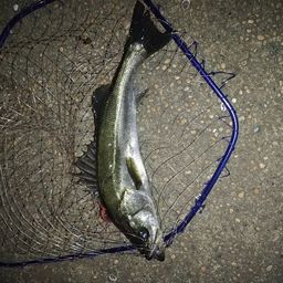 フッコ（マルスズキ）