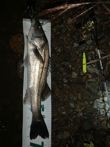 シーバスの釣果