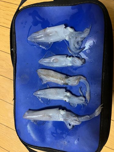 ヒイカの釣果