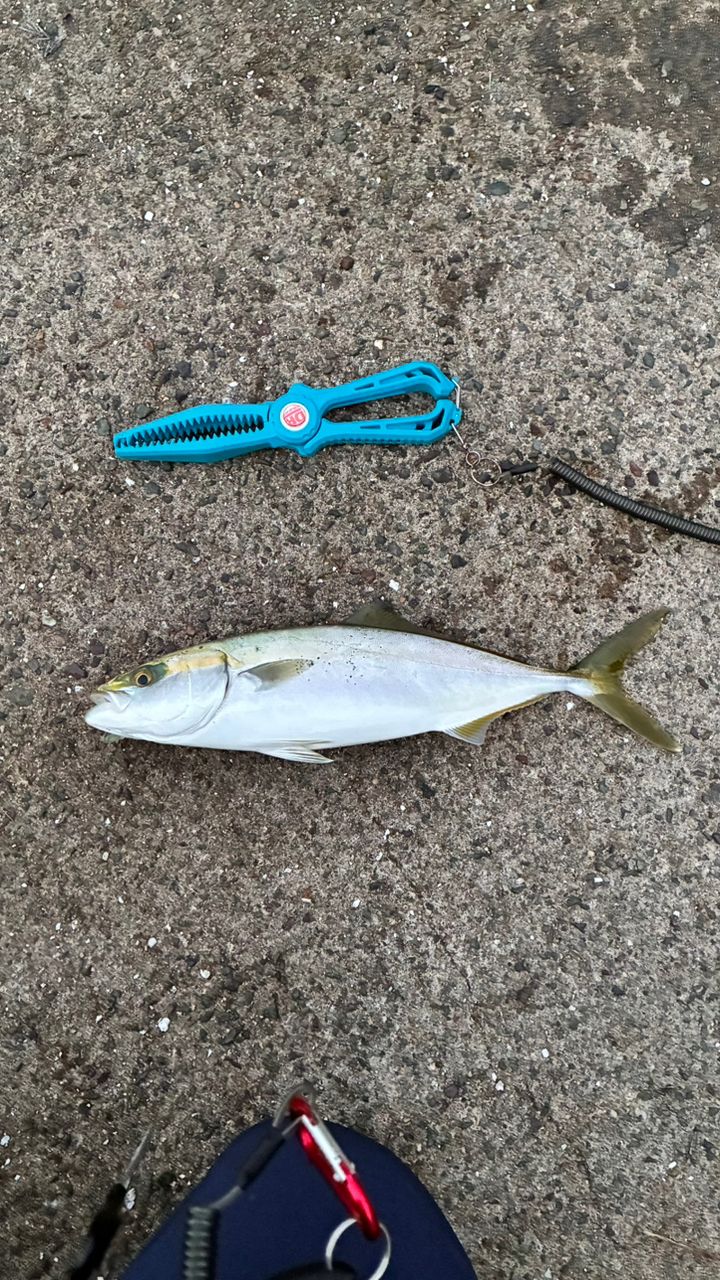 Gamakatsu ラグゼ 宵姫 爽 S73L-solidの最安値・インプレ・釣果