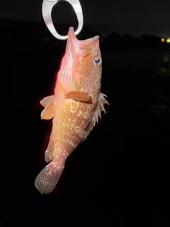 キジハタの釣果