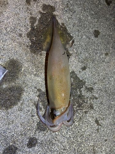 ヤリイカの釣果