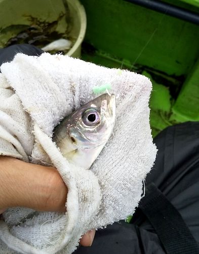 東京湾（アクアライン〜富津）