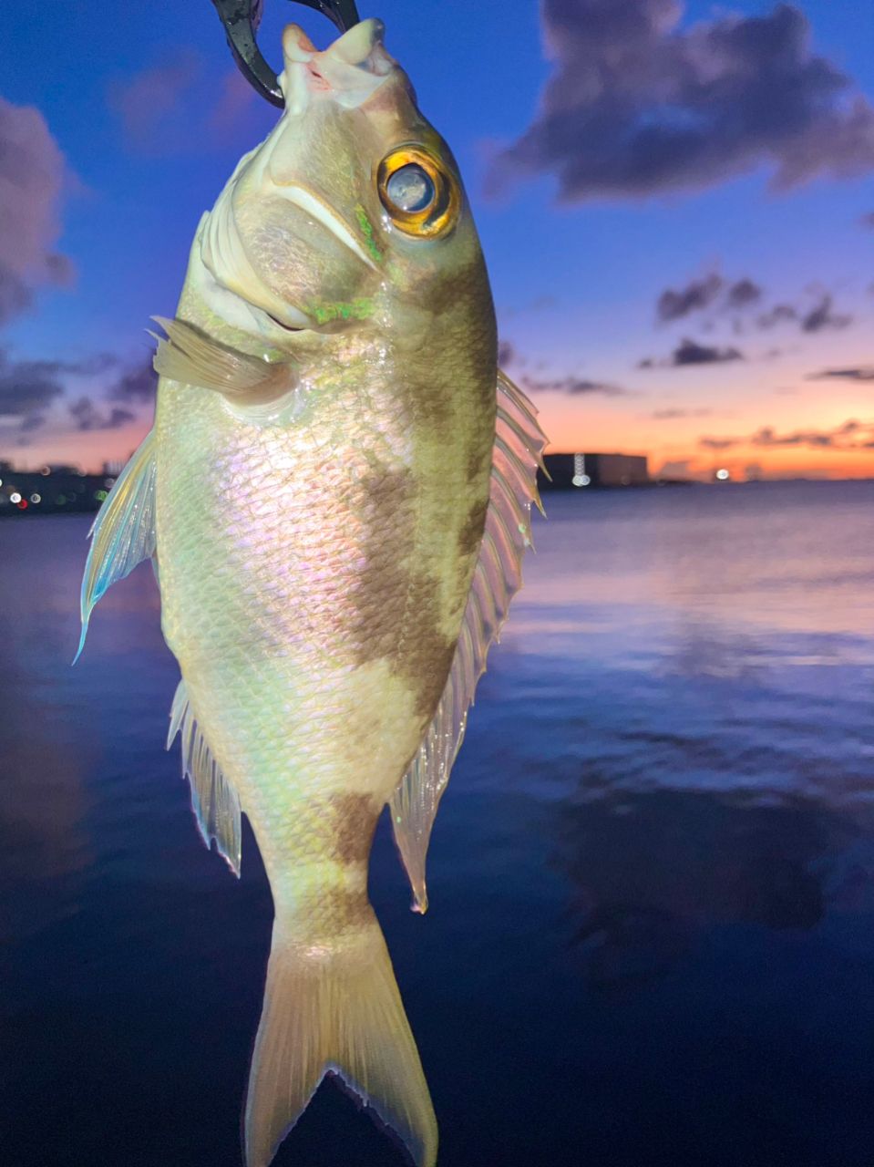 シラマージューマー