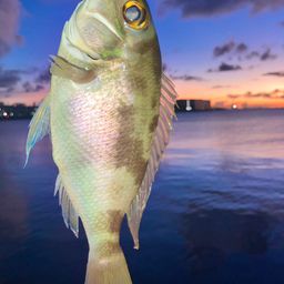 シラマージューマー