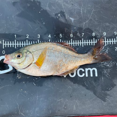 平磯海づり公園