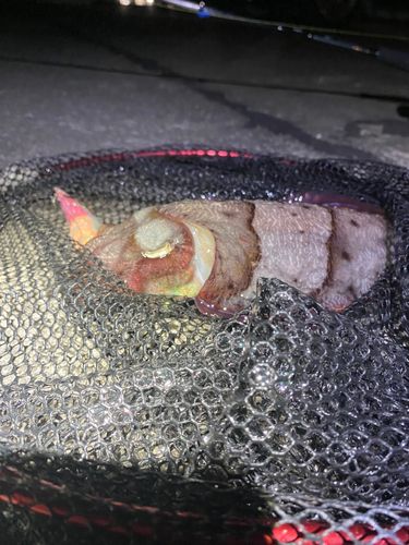 コウイカの釣果