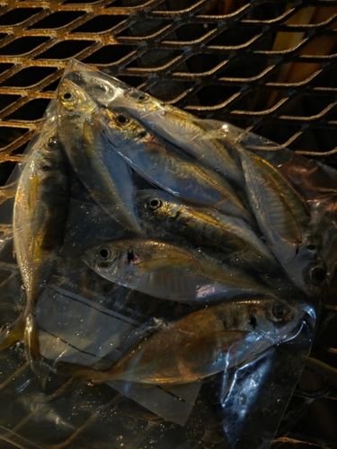 大黒海づり施設