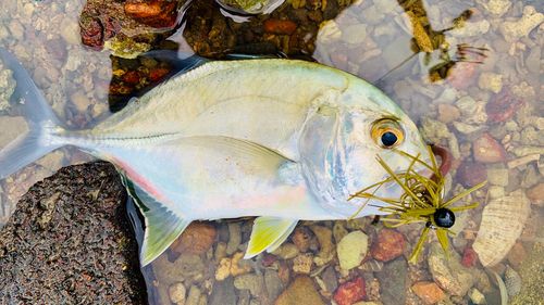 ロウニンアジの釣果