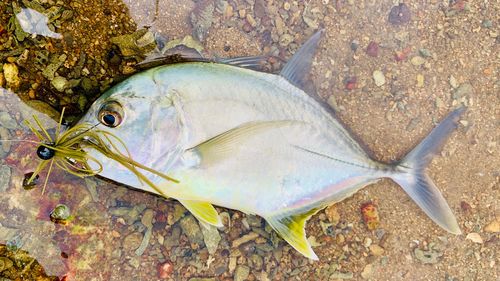 ロウニンアジの釣果