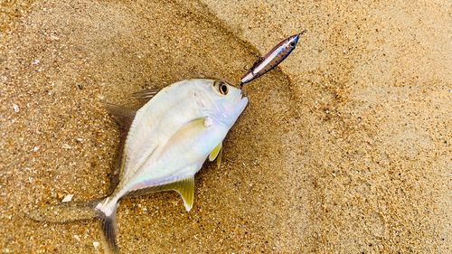ロウニンアジの釣果
