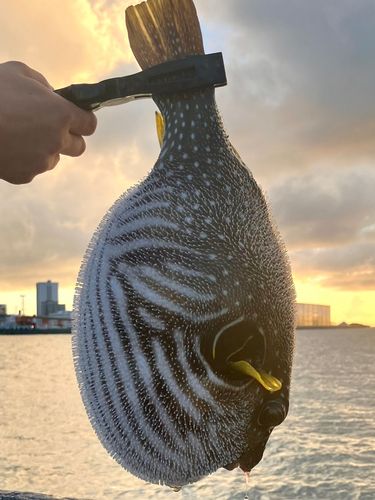 サザナミフグの釣果