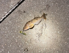 アブラコの釣果