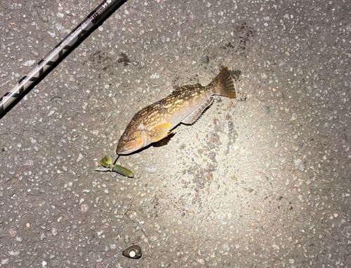 アブラコの釣果