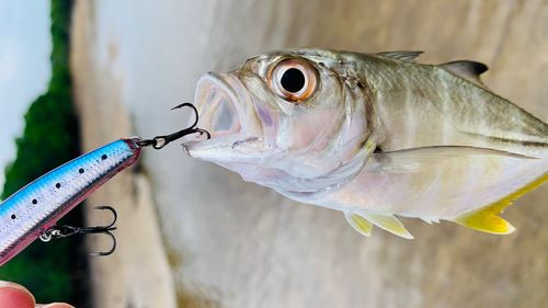 ギンガメアジの釣果