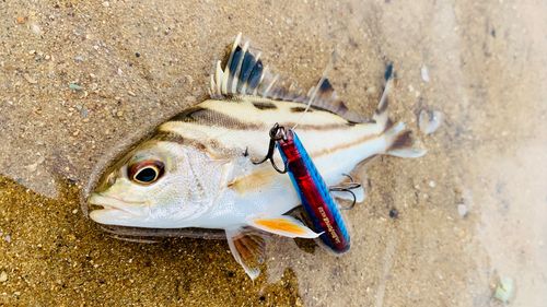 コトヒキの釣果