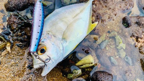 ロウニンアジの釣果