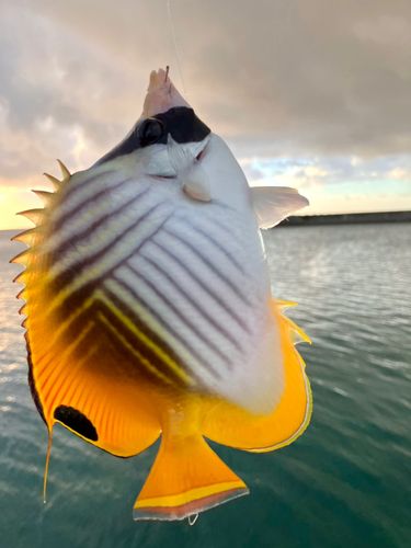 チョウチョウウオの釣果