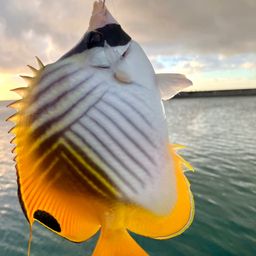 チョウチョウウオ