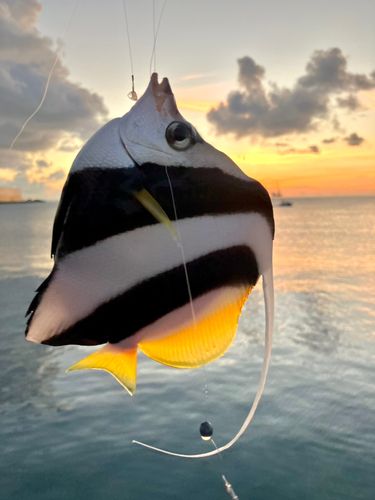 オニハタタテダイの釣果