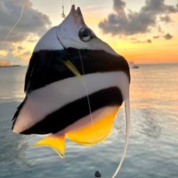 オニハタタテダイ