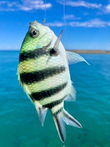 オヤビッチャの釣果