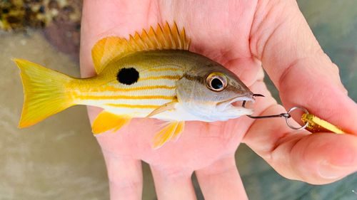 ニセクロホシフエダイの釣果