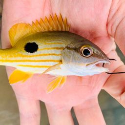 ニセクロホシフエダイ