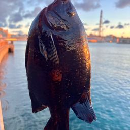 クロスズメダイ