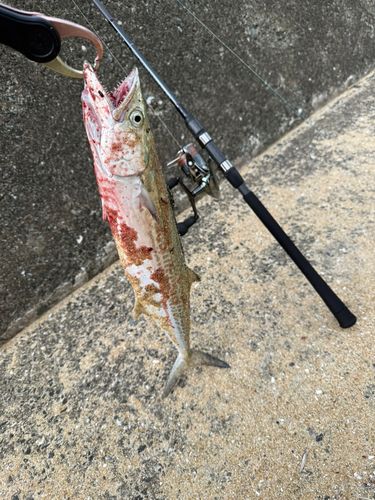 サゴシの釣果