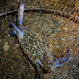 タイワンガザミ