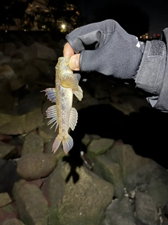 ウロハゼの釣果