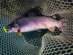 ブラウントラウトの釣果