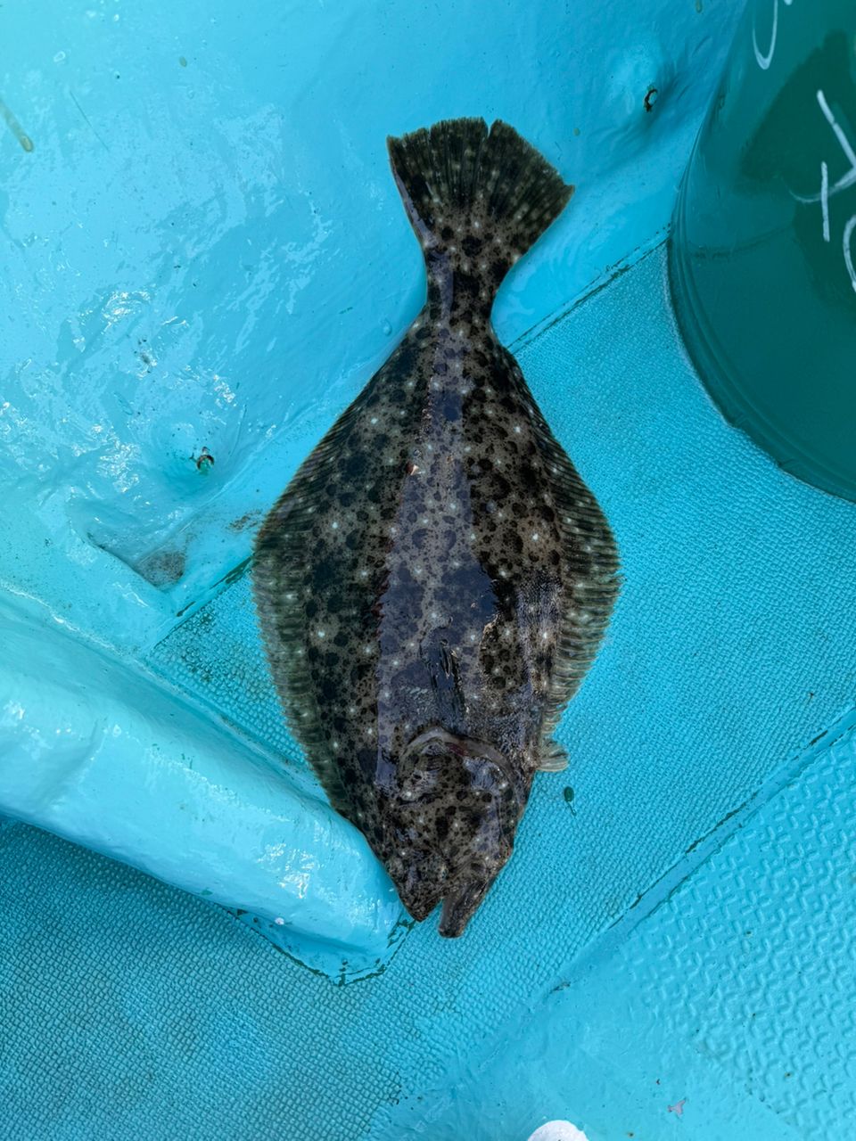 沖っぱり修行僧さんの釣果 1枚目の画像