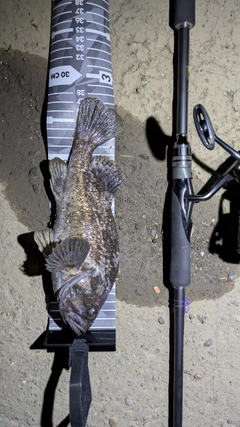 クロソイの釣果