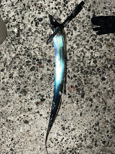 タチウオの釣果