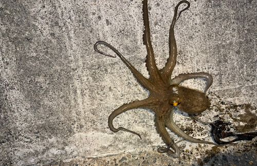 タコの釣果
