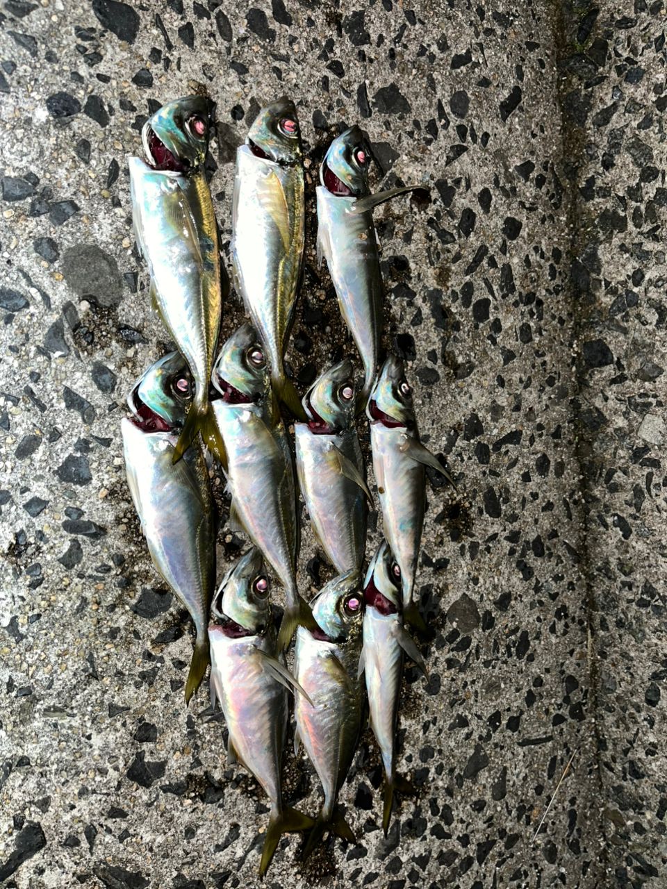 MajorCraft 鯵道 5G AD5-S682M/AJIの最安値・インプレ・釣果 | 本音の