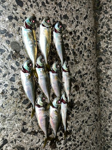 アジの釣果