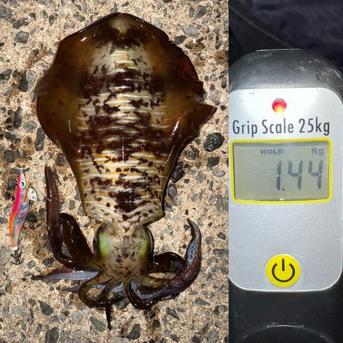 アオリイカの釣果