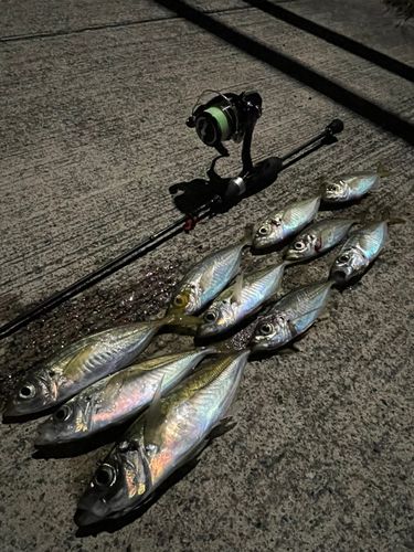 アジの釣果