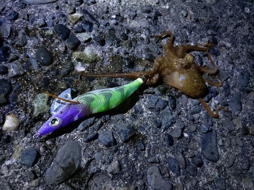 イイダコの釣果