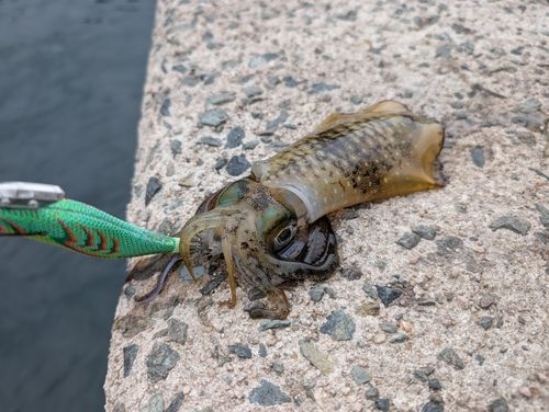 アオリイカの釣果