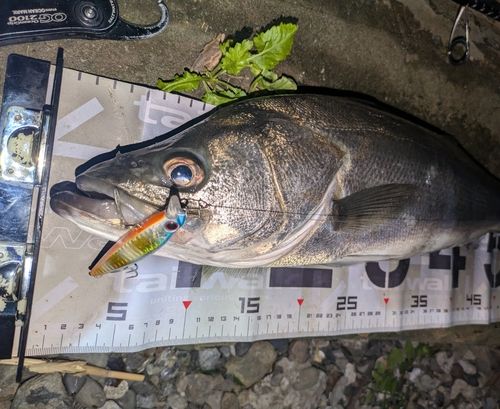 マルスズキの釣果